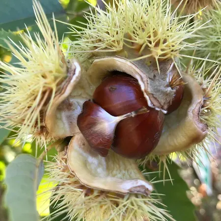 Luxuszelt Micro Cabana Rotativa *