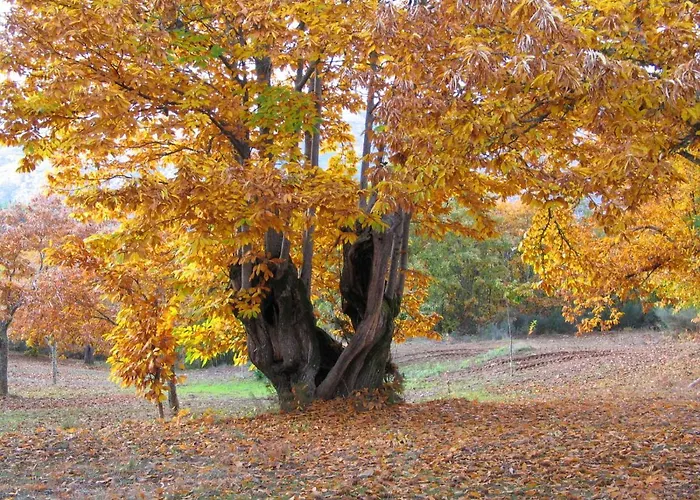 Micro Rotativa Bragança