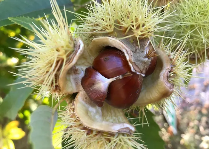 Luxussátor Micro Rotativa *